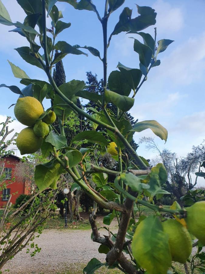Casale Degli Ulivi Maccarese Villa Le Cerquete Dış mekan fotoğraf